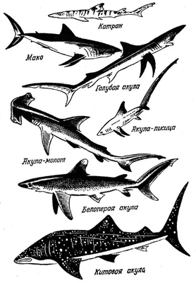 Какая акула является самой большой в мире? - 