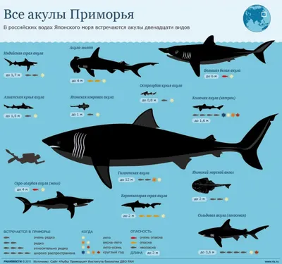 Виды акул, обитающих в Красном море