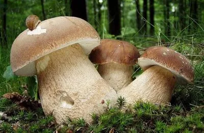 Как отличить ядовитый гриб от съедобного, как выглядит бледная поганка,  сатанинский гриб, желчный гриб -  - НГС.ру