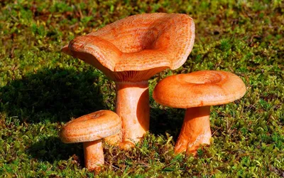 Фото съедобных грибов в лесу | Белый гриб, Грибы, Лес