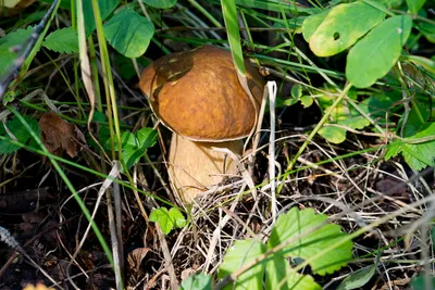 Boletus edulis, Белый гриб