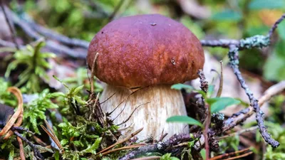 Boletus edulis, Белый гриб