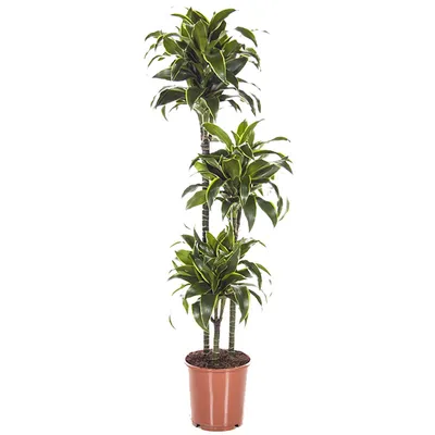 Драцена (Dracaena) — описание, выращивание, фото | на 