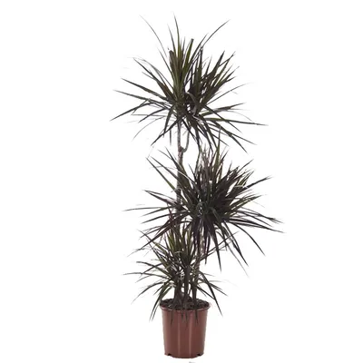 Драцена Массанжеана растение купить Киев, продажа, цена Dracaena Massangeana