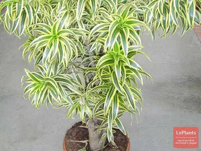 Драцена отогнутая (Dracaena reflexa) — описание, выращивание, фото | на  