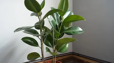 Фикус Бенджамина (Ficus Benjamina) — описание, выращивание, фото | на  