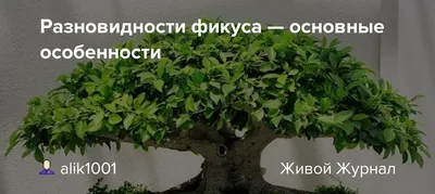 Фикус Бенджамина: секреты выращивания и ухода | 