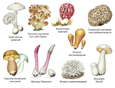 Грибы съедобные и ядовитые. Описания и виды грибов с фото. | Ботанические  рисунки, Ботанические иллюстрации, Грибы