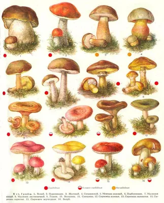 Разновидности грибов картинки