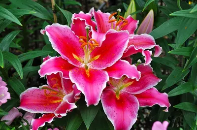 Flowers. Lily - the variety and types of lilies. Slideshow with music. -  YouTube