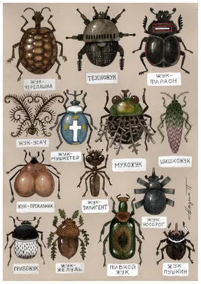 Виды жуков — ПИПМАЙ: Лучшее со всей сети