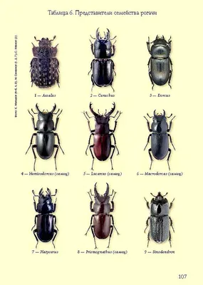 Виды жуков - названия, фото и описания