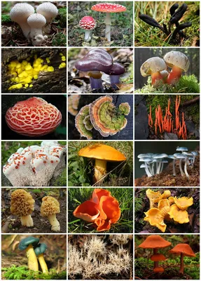 Большие разные грибы, коллекция съедобных и ядовитых грибов с белыми грибами,  мухоморами, скользкими гнездами, рыжими молочными колпачками, лисичками,  белыми грибами, подосиновиками eps | Премиум векторы