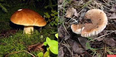 Такие разные грибы | Пикабу