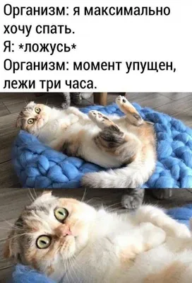 Коврик для мыши с принтом Разное Мемы (смешные, картинки, мем, meme, котик,  злюка) - 24738 - купить с доставкой по выгодным ценам в интернет-магазине  OZON (436426466)