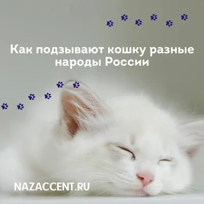 Такие разные... котики