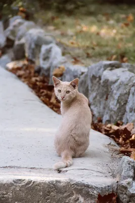 Котики как мем и мощный инструмент вовлечения