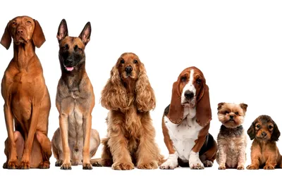 Специфика ухода за собаками разных размеров | Мур ТВ