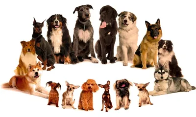 Разные породы собак вместе, изолированные на белом :: Стоковая фотография  :: Pixel-Shot Studio