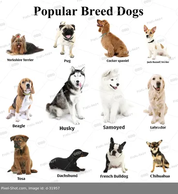 Самые разные породы собак стоят …» — создано в Шедевруме