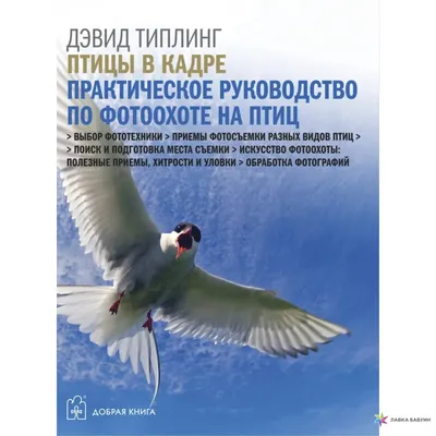 Бердвотчинг в «ГЭС-2». Игра по поиску птиц | ГЭС-2