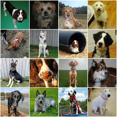 разные породы собак не связанные с сидячими людьми, картинки пород собак,  собака, домашний питомец фон картинки и Фото для бесплатной загрузки