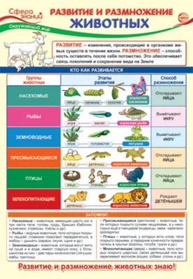 Плакат 23*42см "Окружающий мир в начальной школе. Развитие и размножение  животных" - ЭлимКанц