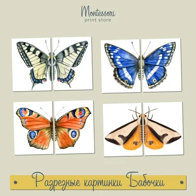 Альбом для рисования А4 40л. ГРАФИЧЕСКИЕ ЦВЕТЫ (40-4926) скрепка, 2 диз. в  спайке,(10/40 уп)