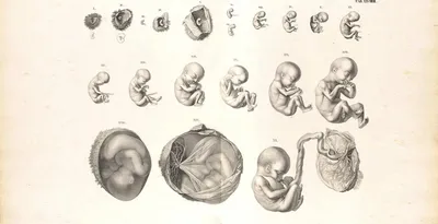 Внутриутробное развитие человека и критические периоды
