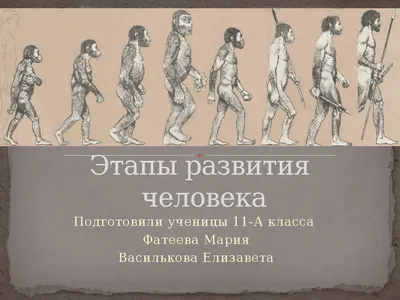 35—1. Онтогенез человека. Эмбриональное развитие человека