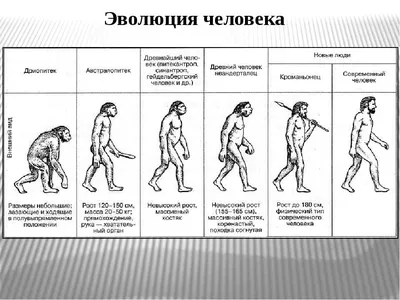 Внутриутробное развитие человека - 3D-сцены - Цифровое образование и  обучение Мozaik