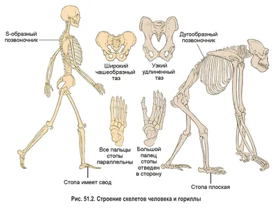 Биология. Практикум. 9 класс: Ступени развития человека