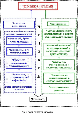 51. Формирование представлений об эволюции человека. Место человека в  зоологической системе