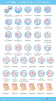 Эмбриональное развитие человека