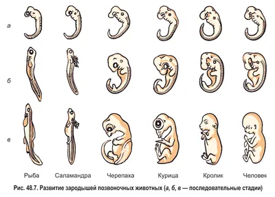 Развитие эмбриона человека картинки