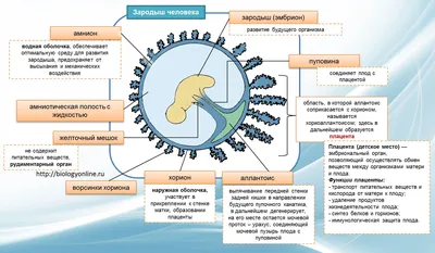 Учёные: за развитие зародыша человека отвечает механика