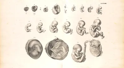 Эмбриональное развитие плода человека на девятимесячной стадии  беременности. анатомический пренатальный цикл роста эмбриона от зародыша до  рождения элемент медицинской инфографики | Премиум векторы