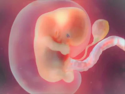 Как происходит развитие эмбриона человека?