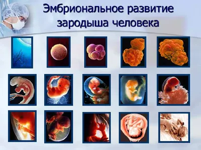 Развитие плода человека. Беременность. Иллюстрация, показывающая стадии эмбрионального  развития человека. Внутри утробы Векторное изображение ©Designer_things  559252260