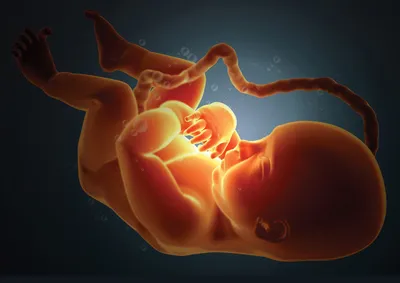 Барельефная модель «Эмбриональное развитие человека» - Оборудование для  образования