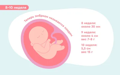 Phys: Австралийские ученые впервые создали модель эмбриона человека из  клеток кожи