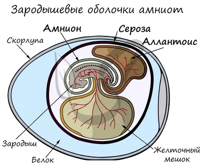  — Материалы против абортов, муляжи, модели эмбрионов