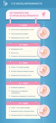 Развитие Плода 11-25 Неделя Беременности. - YouTube