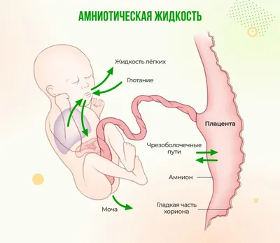 Развитие Плода 1-4 Неделя Беременности - YouTube