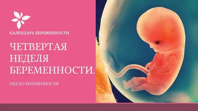 Развитие плода по неделям беременности: описание, фоток, все о  внутриутробном развитии, росте и формировании органов | ЭКО-блог