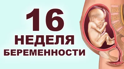 Развитие плода по неделям беременности: описание, фоток, все о  внутриутробном развитии, росте и формировании органов | ЭКО-блог