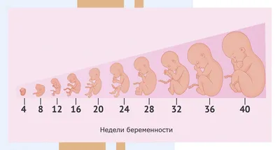 Беременность по неделям | Клиника ведения беременности в Пятигорске