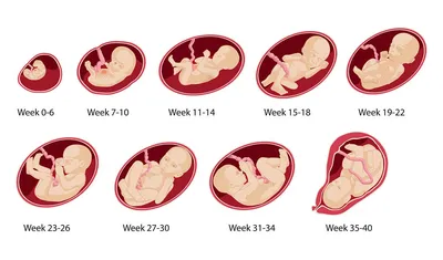 Развитие плода по неделям беременности: вес, рост, расположение, этапы