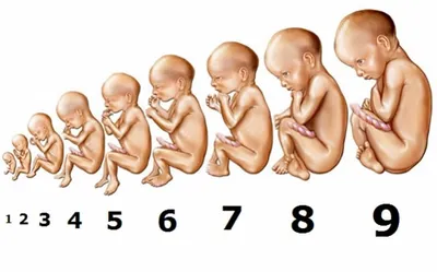 Профессор Камиль Бахтияров, руководитель центра инновационной гинекологии -  🌸30 неделя беременности. Малыш 🌸 Осталось всего 70 дней 😉 🔅Длина малыша  от темени до крестца около 27 см. Полный рост порядка 36 –