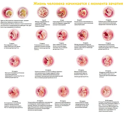 Развитие плода по неделям беременности: календарь